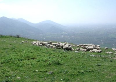 gruppo pecore - 2001 gita parapendio a Norma